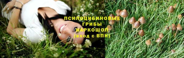 сатива Гусев